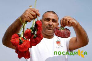 Клубника Гигант Джорнея купить по цене от 266р. в интернет-магазине «Посадика» с доставкой почтой в в  и по всей России – [изображение №1].