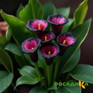 Калла Аура Лейс купить по цене от 400р. в интернет-магазине «Посадика» с доставкой почтой в в  и по всей России – [изображение №1].