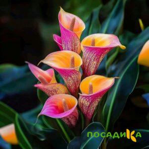 Калла Оникс купить по цене от 450р. в интернет-магазине «Посадика» с доставкой почтой в в  и по всей России – [изображение №1].