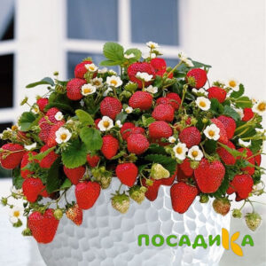 Клубника Рубиновый Шепот (горшечная) купить по цене от 240р. в интернет-магазине «Посадика» с доставкой почтой в в  и по всей России – [изображение №1].