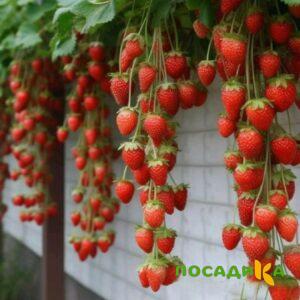 Клубника вьющаяся Комплимент купить по цене от 470р. в интернет-магазине «Посадика» с доставкой почтой в в  и по всей России – [изображение №1].