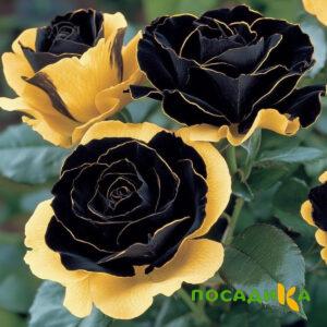 Роза Ханни Сикл купить по цене от 700р. в интернет-магазине «Посадика» с доставкой почтой в в  и по всей России – [изображение №1].