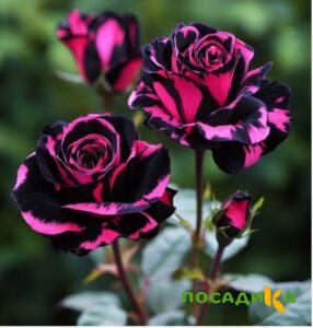 Роза Багровый Шепот купить по цене от 366р. в интернет-магазине «Посадика» с доставкой почтой в в  и по всей России – [изображение №1].