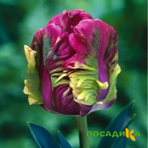 Тюльпан Экзотик Хэвен купить по цене от 186р. в интернет-магазине «Посадика» с доставкой почтой в в  и по всей России – [изображение №1].